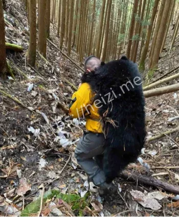 日本熊袭击一日多起